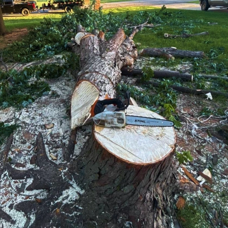 Tree Removal Services service icon 2